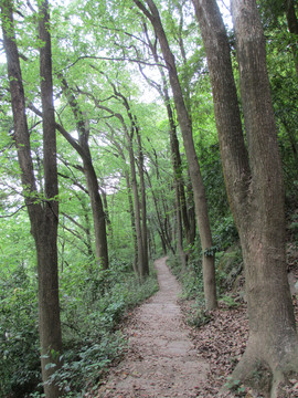 大树树林景区