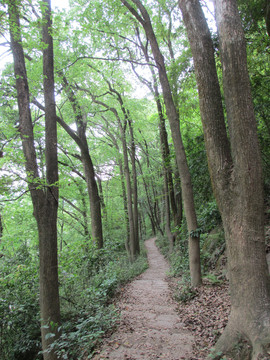 大树树林景区