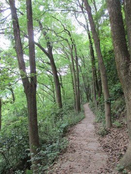 大树树林景区