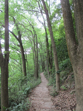 大树树林景区