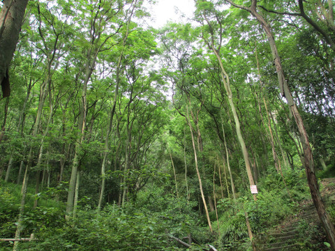 树林景区