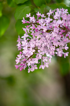 丁香花