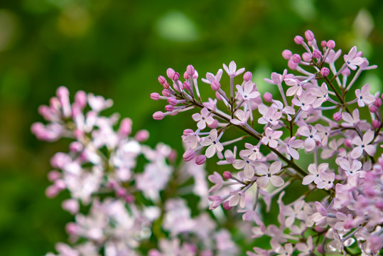 丁香花