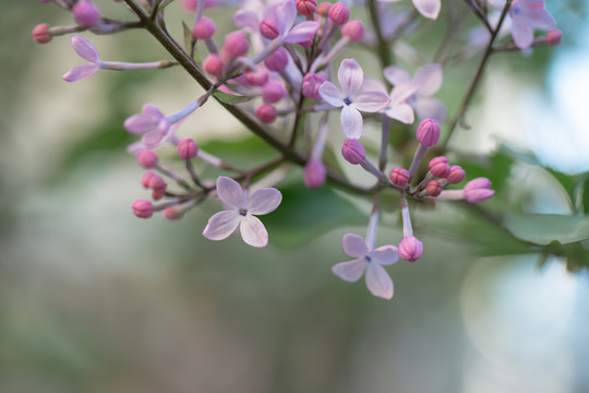 迎春花丁香花