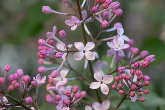 丁香花