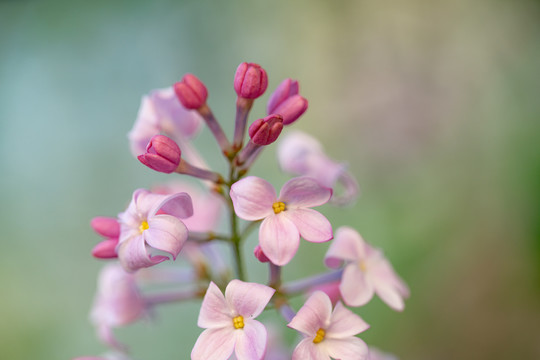 紫色丁香花开花