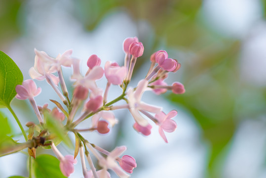 丁香花