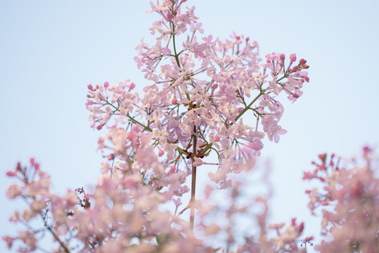 丁香花