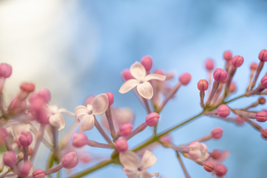 丁香花苞