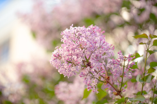 丁香花粉