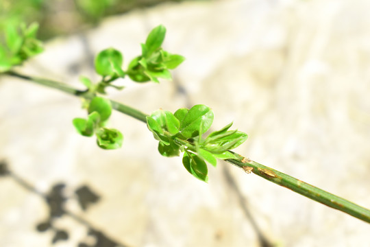 春天希望的绿芽