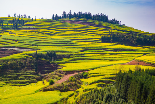 山坡梯田