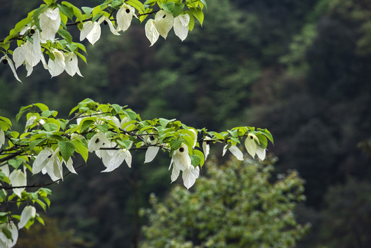 鴿子花珙桐樹森林樹林