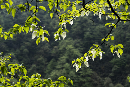 鸽子花珙桐树森林树林