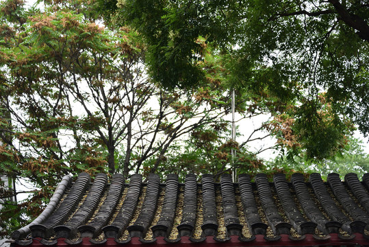 槐树屋顶