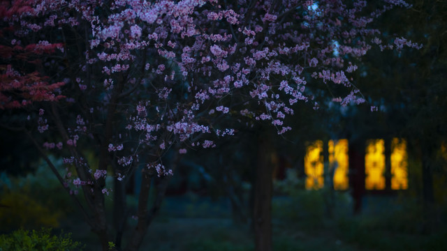 春天凌晨黑夜里桃花后的窗口灯光