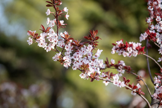 樱花