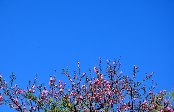 蓝天桃花