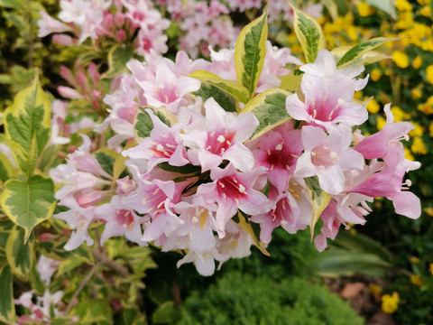 花叶锦带花