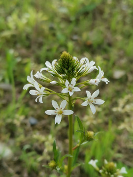 泽珍珠菜