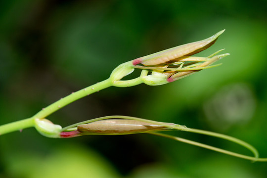 绿芽