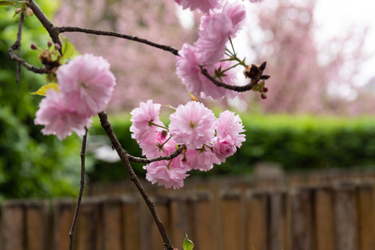 粉色樱花