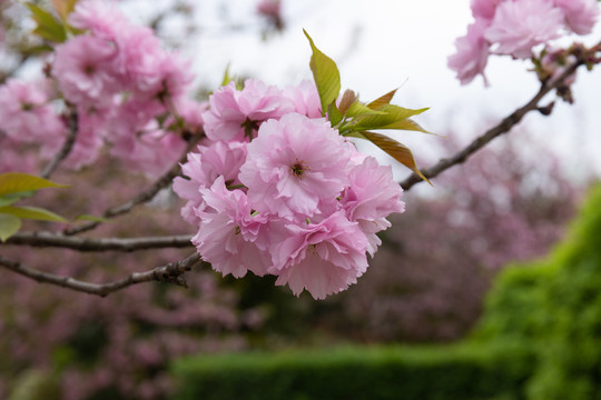 樱花