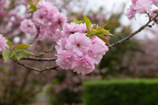 樱花