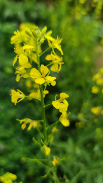 油菜花