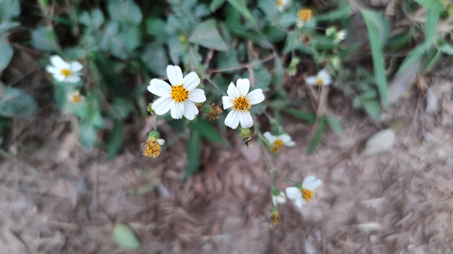 鬼针草花