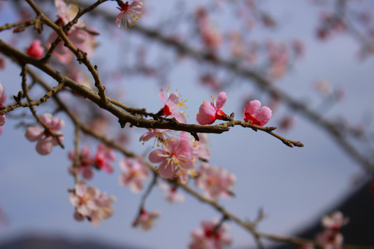 樱桃花