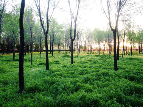 早晨的小树林
