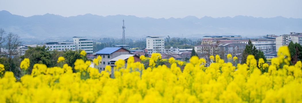 菜花