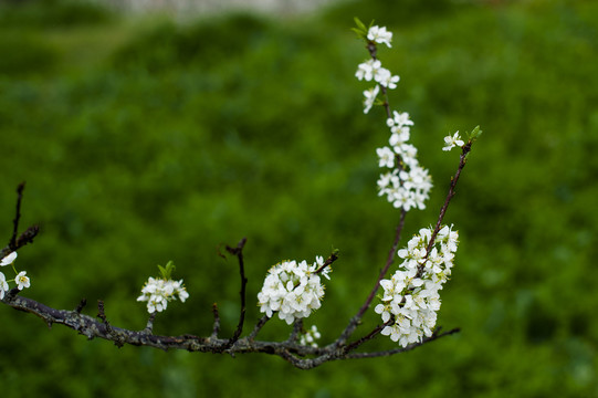 李花