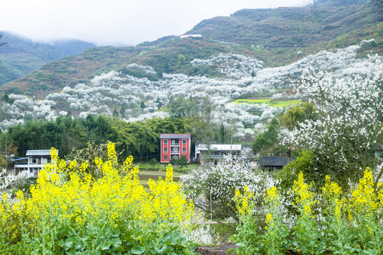 春暖花开