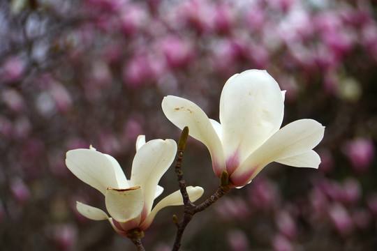 玉兰花开