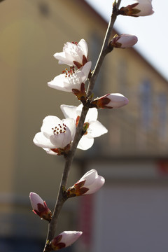 春天鲜花盛开的季节桃花图