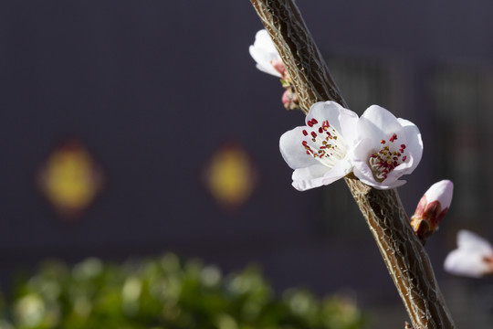 春天鮮花盛開的季節(jié)桃花圖