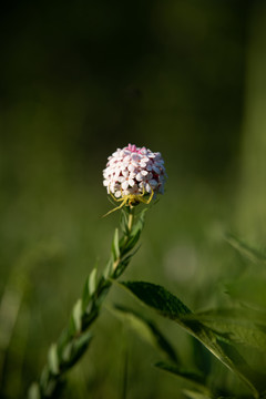 狼毒花