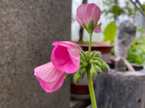 花朵蝴蝶兰漂亮