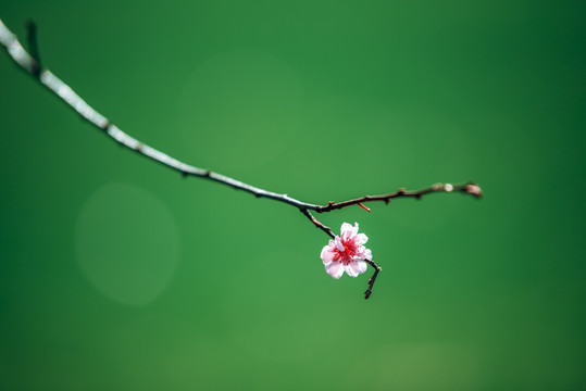 樱花特写