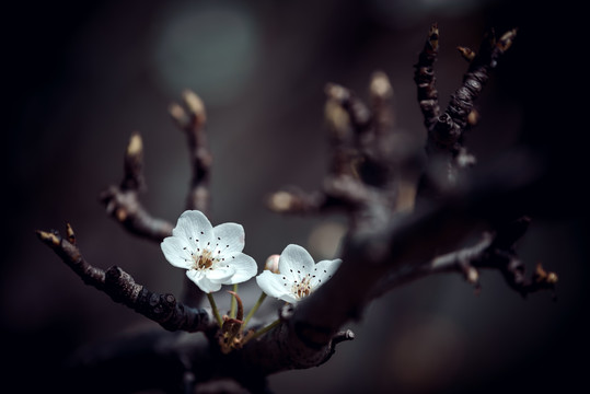 梨花特写