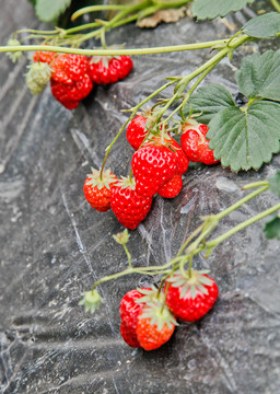 草莓种植成熟的草莓