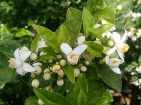 橘子树开花特写