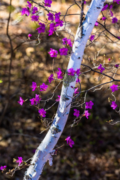 白桦树干杜鹃花