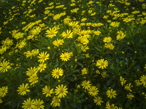 黄金菊