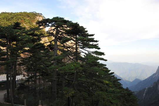 黄山松