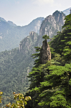 黄山奇松