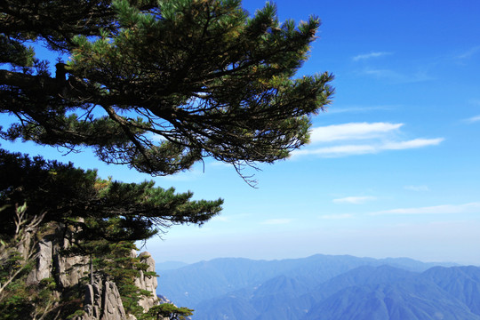 黄山松