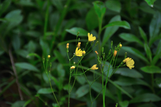 黄鹌菜